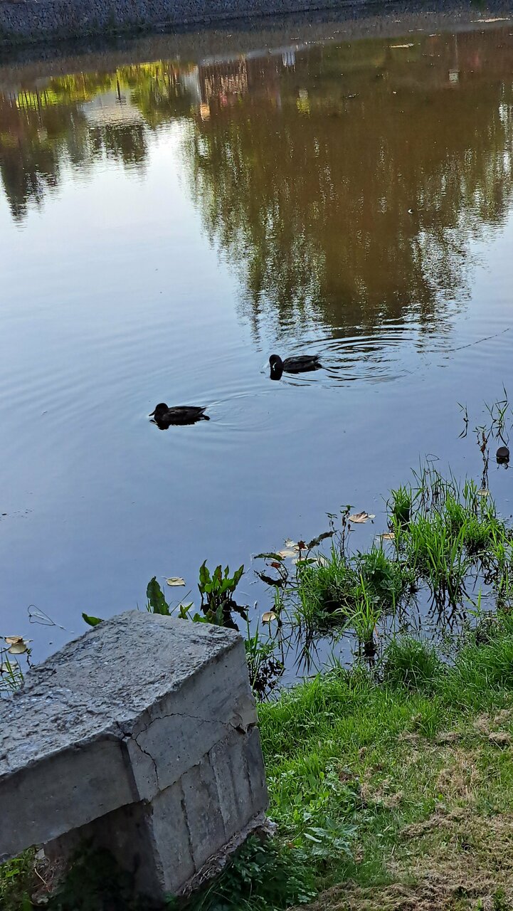 Гостиница Раздолье Косулино-63